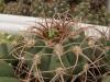 Gymnocalycium castellanosii - Кактусы и суккуленты из Харькова от Оли и Сергея Мирошниченко