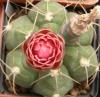 Gymnocalycium buinekeri - Кактусы и суккуленты из Харькова от Оли и Сергея Мирошниченко