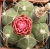 Gymnocalycium buinekeri - Кактусы и суккуленты из Харькова от Оли и Сергея Мирошниченко