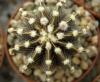 Gymnocalycium friedrichii LB 2178 Aqua Dulce - Кактусы и суккуленты из Харькова от Оли и Сергея Мирошниченко