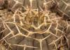 Gymnocalycium stellatum v paucispinum - Кактусы и суккуленты из Харькова от Оли и Сергея Мирошниченко