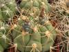 Gymnocalycium comarapense - Кактусы и суккуленты из Харькова от Оли и Сергея Мирошниченко