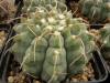 Gymnocalycium vatteri - Кактусы и суккуленты из Харькова от Оли и Сергея Мирошниченко