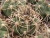 Gymnocalycium nigriareolatum - Кактусы и суккуленты из Харькова от Оли и Сергея Мирошниченко