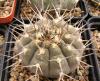 Gymnocalycium riojense v guasayanense STO273 - Кактусы и суккуленты из Харькова от Оли и Сергея Мирошниченко