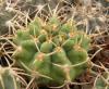 Gymnocalycium vatteri f Maly - Кактусы и суккуленты из Харькова от Оли и Сергея Мирошниченко