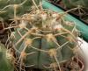 Gymnocalycium vatteri f Maly - Кактусы и суккуленты из Харькова от Оли и Сергея Мирошниченко