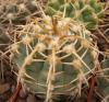 Gymnocalycium vatteri f Maly - Кактусы и суккуленты из Харькова от Оли и Сергея Мирошниченко