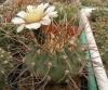 Gymnocalycium moserianum - Кактусы и суккуленты из Харькова от Оли и Сергея Мирошниченко