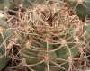 Gymnocalycium nigriareolatum - Кактусы и суккуленты из Харькова от Оли и Сергея Мирошниченко