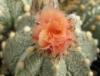 Astrophytum pink fl - Кактусы и суккуленты из Харькова от Оли и Сергея Мирошниченко