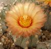 Astrophytum pink fl - Кактусы и суккуленты из Харькова от Оли и Сергея Мирошниченко