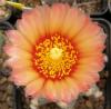 Astrophytum pink fl - Кактусы и суккуленты из Харькова от Оли и Сергея Мирошниченко