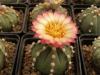 Astrophytum pink fl - Кактусы и суккуленты из Харькова от Оли и Сергея Мирошниченко