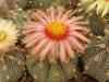 Astrophytum pink fl - Кактусы и суккуленты из Харькова от Оли и Сергея Мирошниченко