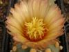 Astrophytum pink fl - Кактусы и суккуленты из Харькова от Оли и Сергея Мирошниченко