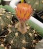 Astrophytum pink fl - Кактусы и суккуленты из Харькова от Оли и Сергея Мирошниченко