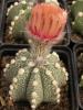 Astrophytum pink fl - Кактусы и суккуленты из Харькова от Оли и Сергея Мирошниченко