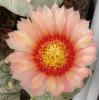 Astrophytum pink fl - Кактусы и суккуленты из Харькова от Оли и Сергея Мирошниченко