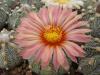 Astrophytum pink fl - Кактусы и суккуленты из Харькова от Оли и Сергея Мирошниченко