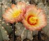 Astrophytum pink fl - Кактусы и суккуленты из Харькова от Оли и Сергея Мирошниченко