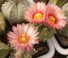 Astrophytum pink fl - Кактусы и суккуленты из Харькова от Оли и Сергея Мирошниченко