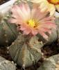 Astrophytum pink fl - Кактусы и суккуленты из Харькова от Оли и Сергея Мирошниченко