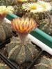 Astrophytum pink fl - Кактусы и суккуленты из Харькова от Оли и Сергея Мирошниченко