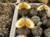 Astrophytum - Кактусы и суккуленты из Харькова от Оли и Сергея Мирошниченко