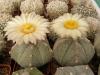 Astrophytum - Кактусы и суккуленты из Харькова от Оли и Сергея Мирошниченко