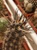 Austrocactus patagonicus - Кактусы и суккуленты из Харькова от Оли и Сергея Мирошниченко