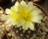 Copiapoa tenuissima - Кактусы и суккуленты из Харькова от Оли и Сергея Мирошниченко