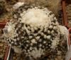 Copiapoa tenuissima f mostrosa - Кактусы и суккуленты из Харькова от Оли и Сергея Мирошниченко