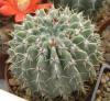 Notocactus buiningii - Кактусы и суккуленты из Харькова от Оли и Сергея Мирошниченко