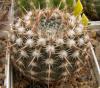 Notocactus mammulosus v brasiliensis - Кактусы и суккуленты из Харькова от Оли и Сергея Мирошниченко