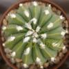 Astrophytum cultivar 'multicostatus' - Кактусы и суккуленты из Харькова от Оли и Сергея Мирошниченко