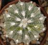 Astrophytum cultivar 'multicostatus' - Кактусы и суккуленты из Харькова от Оли и Сергея Мирошниченко