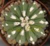 Astrophytum cultivar 'multicostatus' - Кактусы и суккуленты из Харькова от Оли и Сергея Мирошниченко