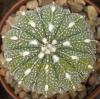 Astrophytum cultivar 'Fukuriyo' 9 ribs - Кактусы и суккуленты из Харькова от Оли и Сергея Мирошниченко