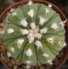 Astrophytum cultivar 'Fukuriyo' - Кактусы и суккуленты из Харькова от Оли и Сергея Мирошниченко