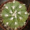 Astrophytum cultivar 'Fukuriyo' - Кактусы и суккуленты из Харькова от Оли и Сергея Мирошниченко