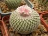 Epithelantha unguispina - Кактусы и суккуленты из Харькова от Оли и Сергея Мирошниченко