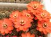 Rebutia huasiensis R313 - Кактусы и суккуленты из Харькова от Оли и Сергея Мирошниченко