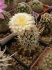 Pediocactus peeblesianus v fickeisenii SB903 - Кактусы и суккуленты из Харькова от Оли и Сергея Мирошниченко