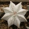 Astrophytum myriostigma  8 ribs - Кактусы и суккуленты из Харькова от Оли и Сергея Мирошниченко