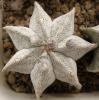 Astrophytum myriostigma  7 ribs - Кактусы и суккуленты из Харькова от Оли и Сергея Мирошниченко