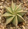 Astrophytum myriostigma f nudum 8 ribs - Кактусы и суккуленты из Харькова от Оли и Сергея Мирошниченко