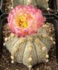 Astrophytum pink fl - Кактусы и суккуленты из Харькова от Оли и Сергея Мирошниченко