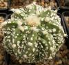 Astrophytum cultivar  'Fukuriyo' - Кактусы и суккуленты из Харькова от Оли и Сергея Мирошниченко