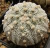 Astrophytum cultivar - Кактусы и суккуленты из Харькова от Оли и Сергея Мирошниченко